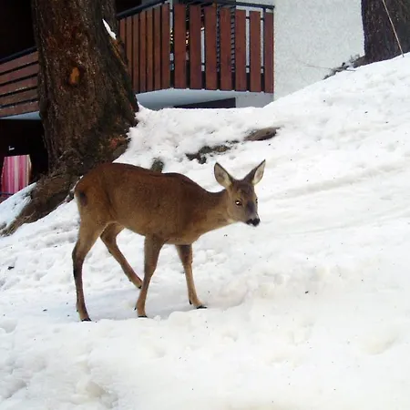 Apartamento Balma 3 Zermatt
