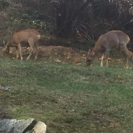 Apartment Balma 3 Rooms Naehe Gondelbahn